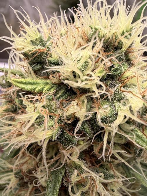 Skunk #1. Week 9