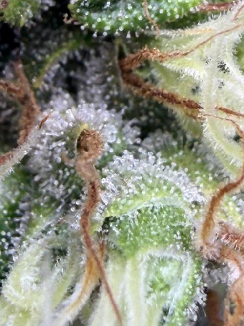 Skunk #1. Week 9