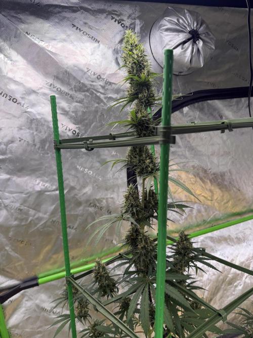 Orignal Haze. Week 9