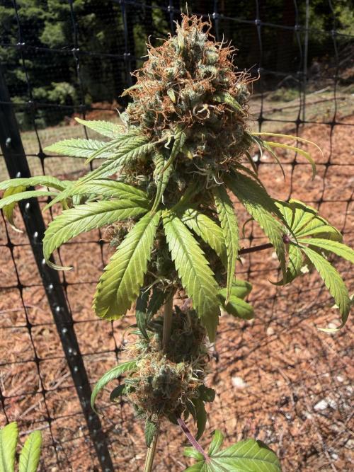 Skunk #1. Week 10