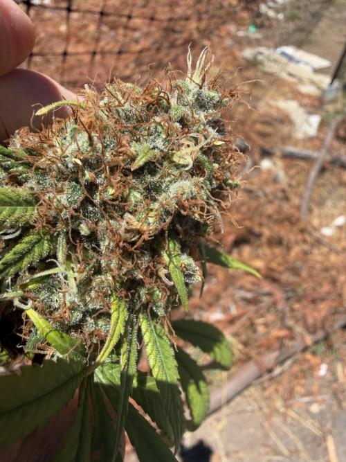 Skunk #1. Week 10