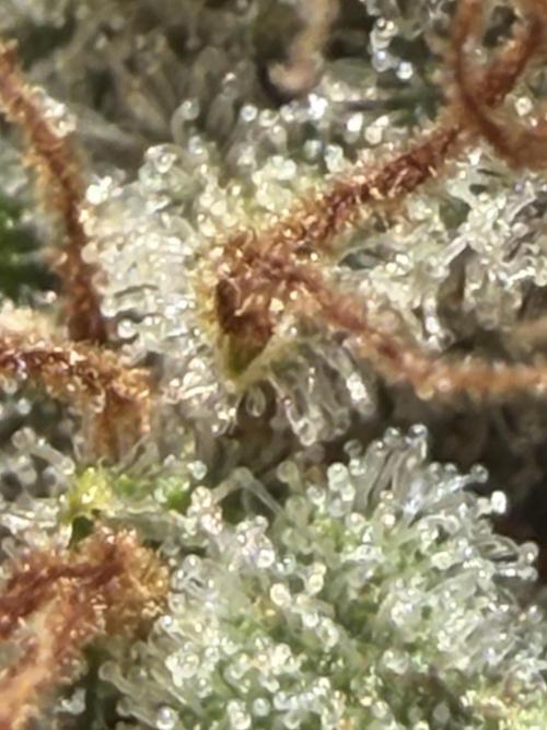 Skunk #1. Week 10