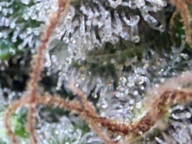 Skunk #1. Week 10