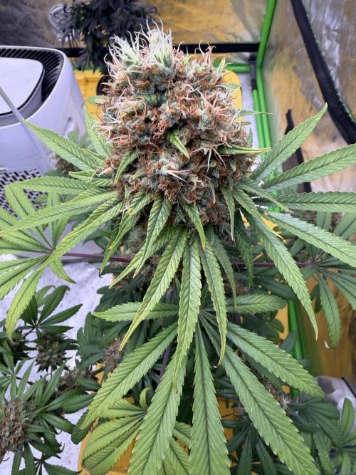 Original Skunk No.1. Week 10