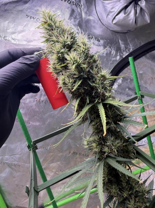 Orignal Haze. Week 10