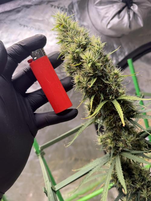 Orignal Haze. Week 10