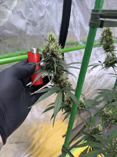 Orignal Haze. Week 10