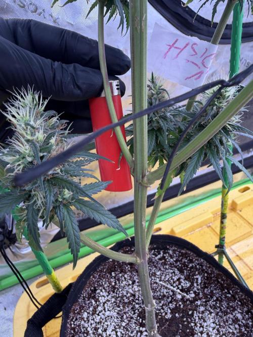 Orignal Haze. Week 10