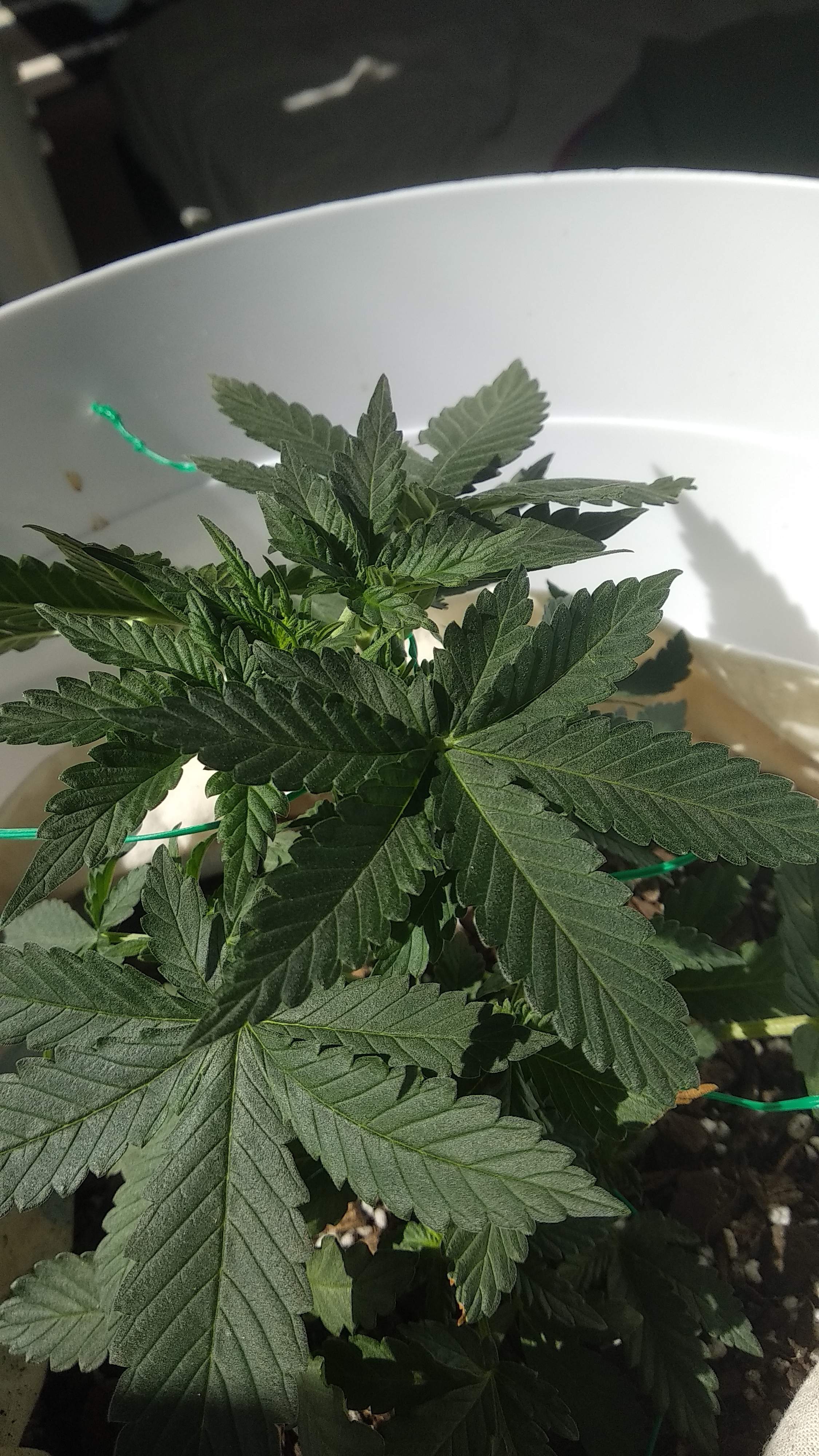 Blackberry Kush grow journal week6 by Weeleezxc GrowDiaries