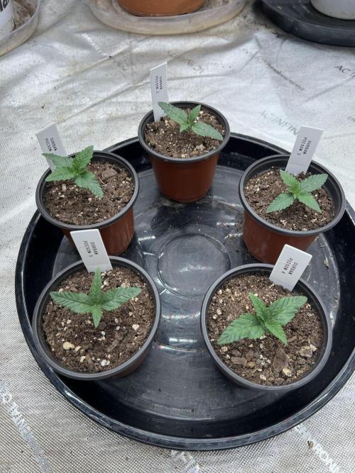 Flagship Photoperiod Grow. Week 1