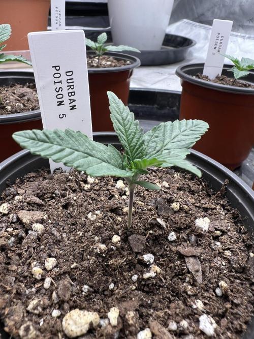 Flagship Photoperiod Grow. Week 1