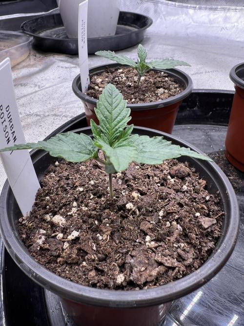 Flagship Photoperiod Grow. Week 1