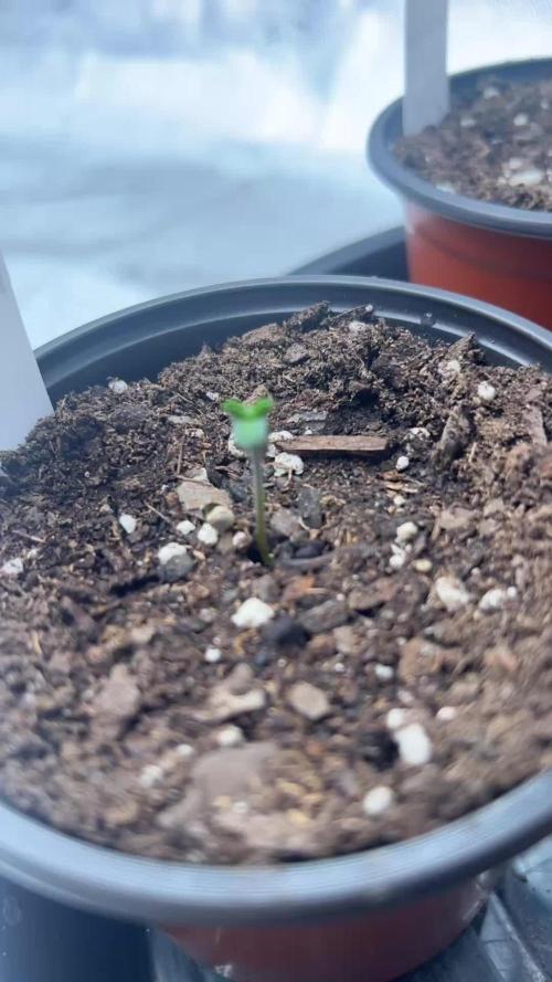 Flagship Photoperiod Grow
