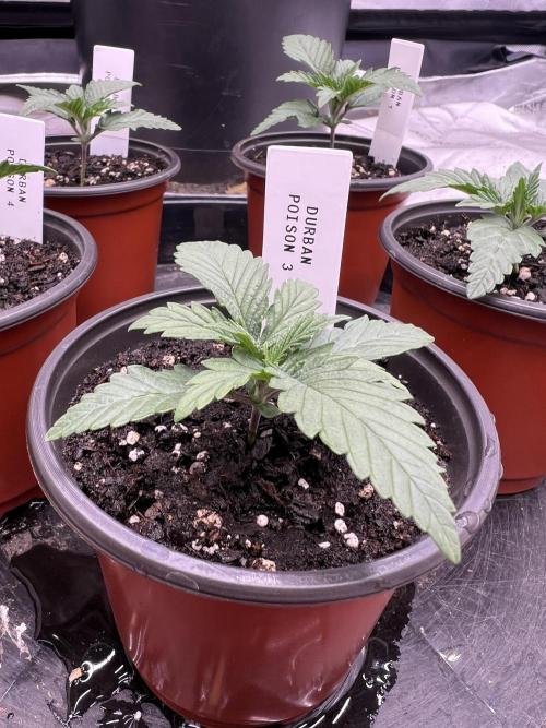 Flagship Photoperiod Grow. Week 2