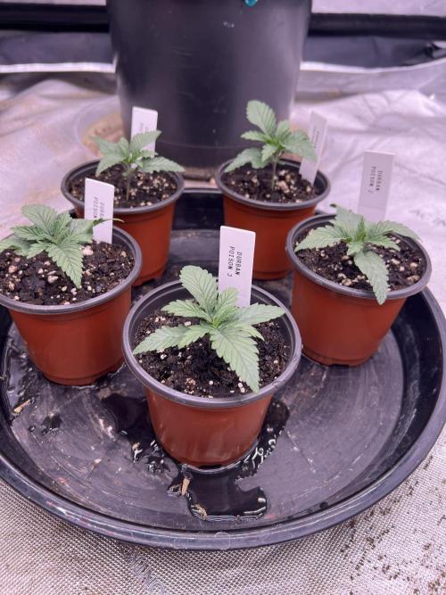 Flagship Photoperiod Grow. Week 2