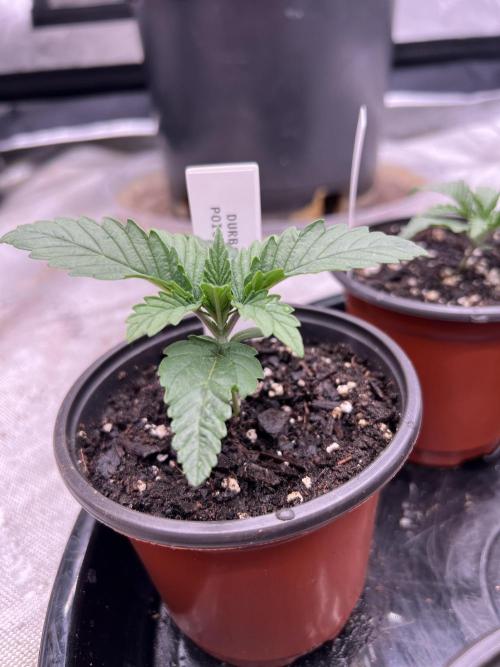 Flagship Photoperiod Grow. Week 2