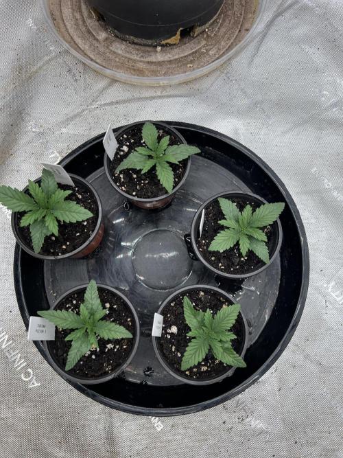 Flagship Photoperiod Grow. Week 2