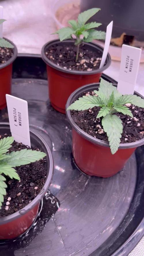 Flagship Photoperiod Grow