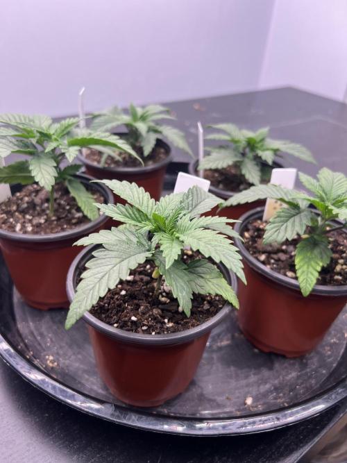 Flagship Photoperiod Grow. Week 3