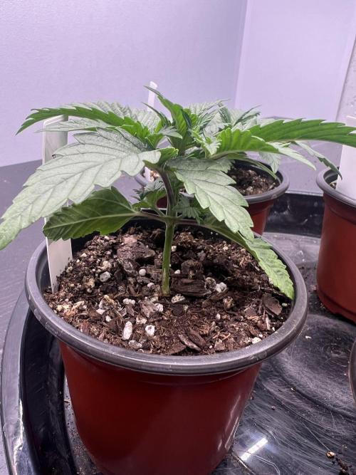 Flagship Photoperiod Grow. Week 3