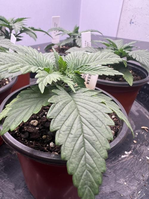 Flagship Photoperiod Grow. Week 3