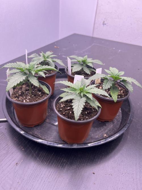 Flagship Photoperiod Grow. Week 3