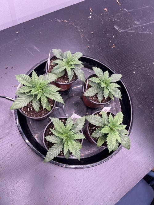 Flagship Photoperiod Grow. Week 3