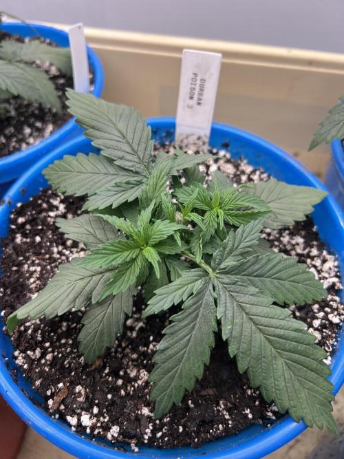 Flagship Photoperiod Grow. Week 4