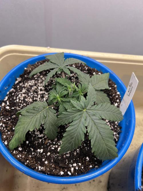 Flagship Photoperiod Grow. Week 4