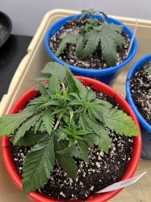 Flagship Photoperiod Grow. Week 4