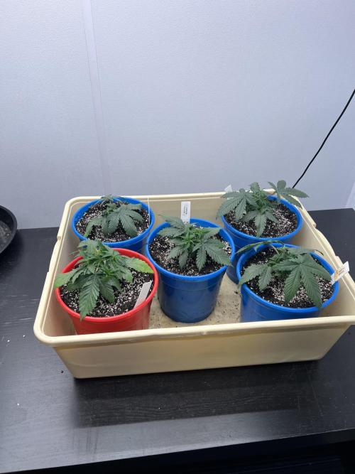 Flagship Photoperiod Grow. Week 4