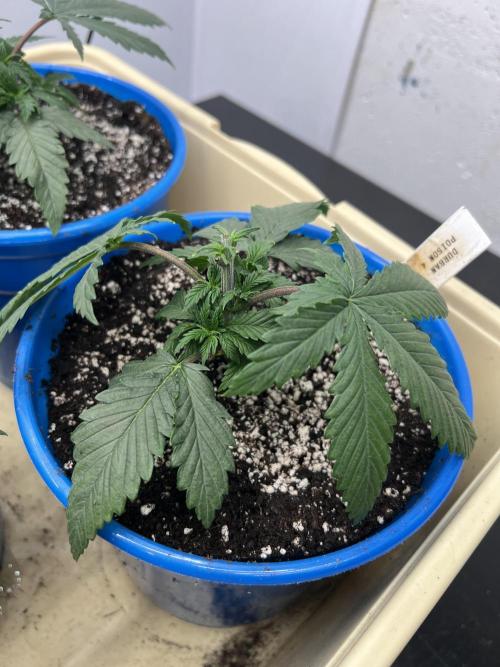Flagship Photoperiod Grow. Week 5
