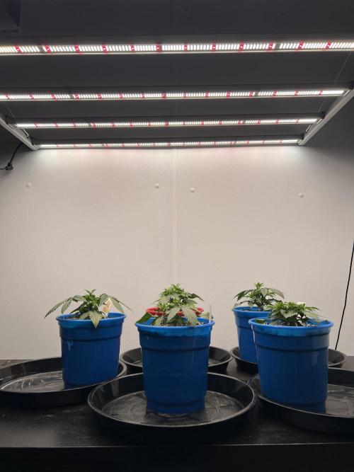 Flagship Photoperiod Grow. Week 5