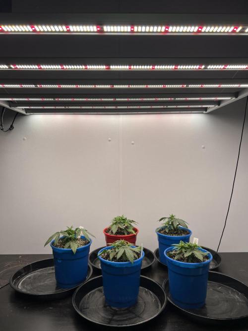 Flagship Photoperiod Grow. Week 5