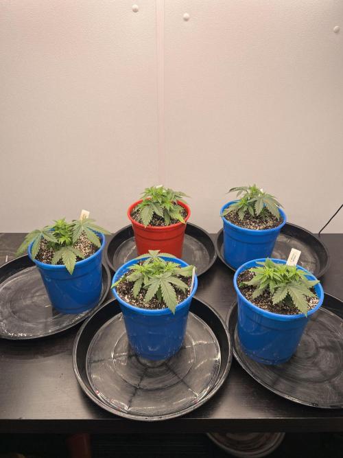 Flagship Photoperiod Grow. Week 5
