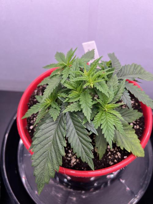 Flagship Photoperiod Grow. Week 5