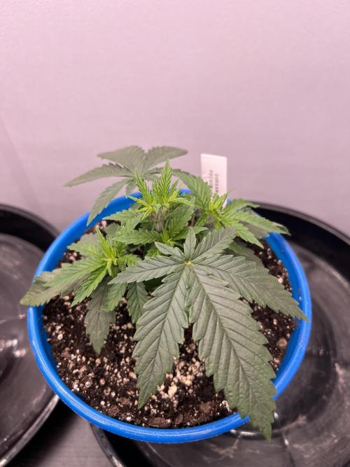 Flagship Photoperiod Grow. Week 5