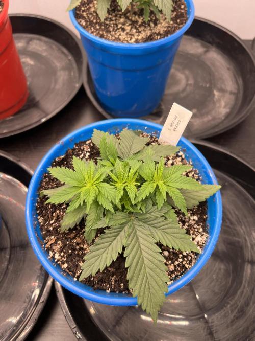 Flagship Photoperiod Grow. Week 5