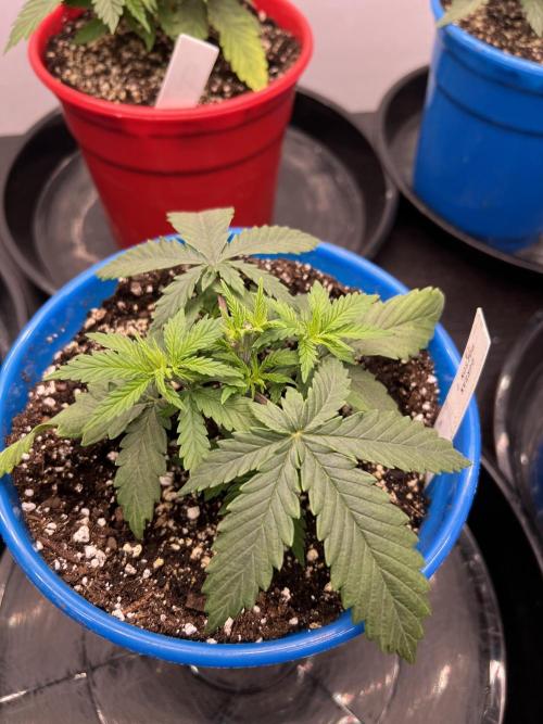 Flagship Photoperiod Grow. Week 5