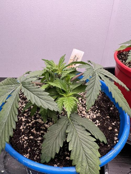 Durban Poison. Week 5