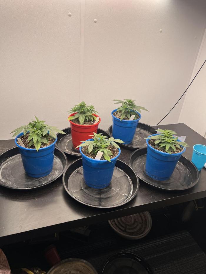 Flagship Photoperiod Grow. Week 6