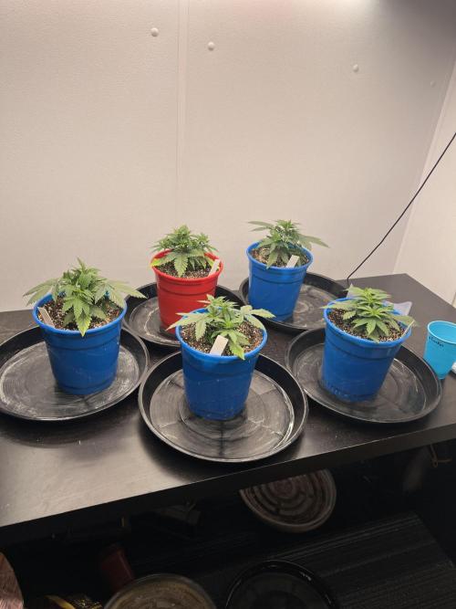 Durban Poison. Week 6