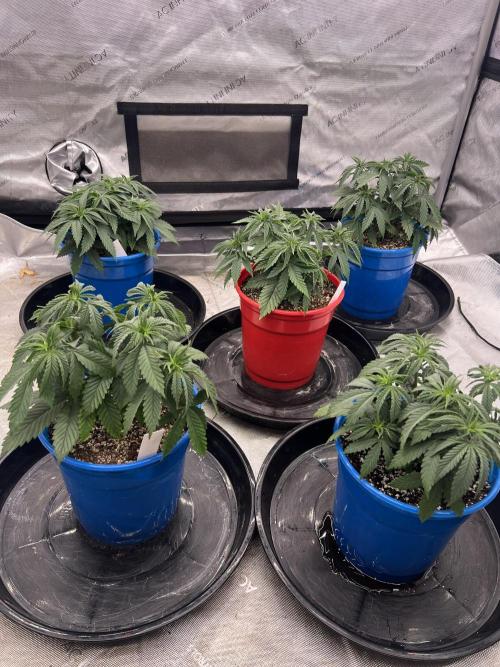 Flagship Photoperiod Grow. Week 7