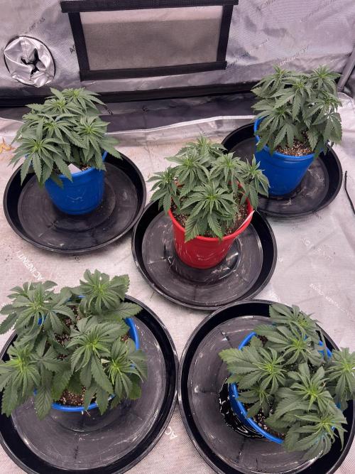 Flagship Photoperiod Grow. Week 7