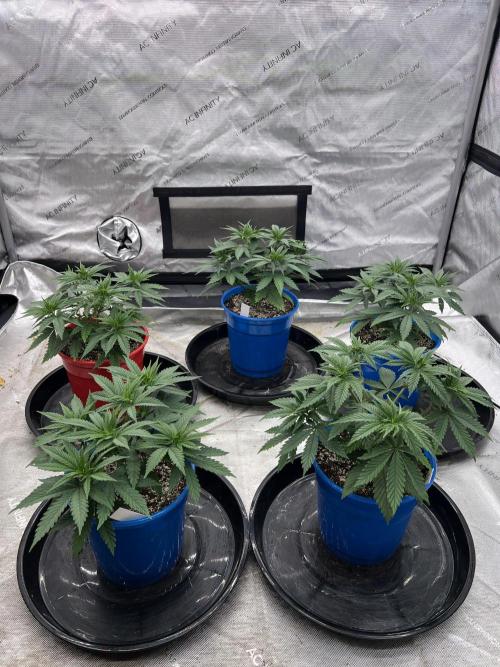 Flagship Photoperiod Grow. Week 7