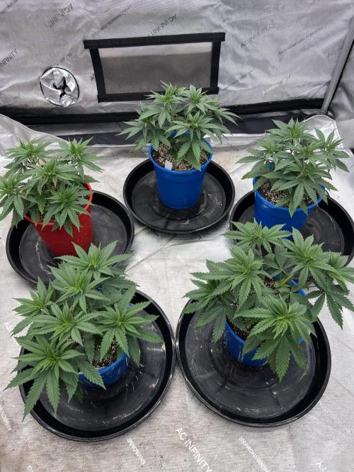 Flagship Photoperiod Grow. Week 7