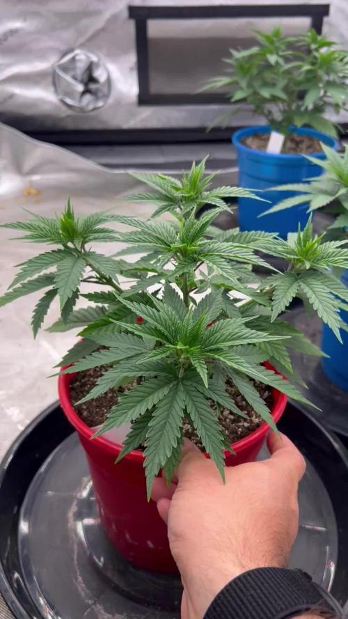Flagship Photoperiod Grow