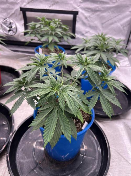 Flagship Photoperiod Grow. Week 7