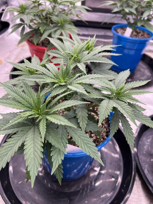Flagship Photoperiod Grow. Week 7
