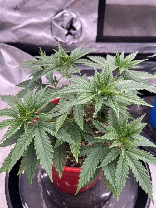 Flagship Photoperiod Grow. Week 7